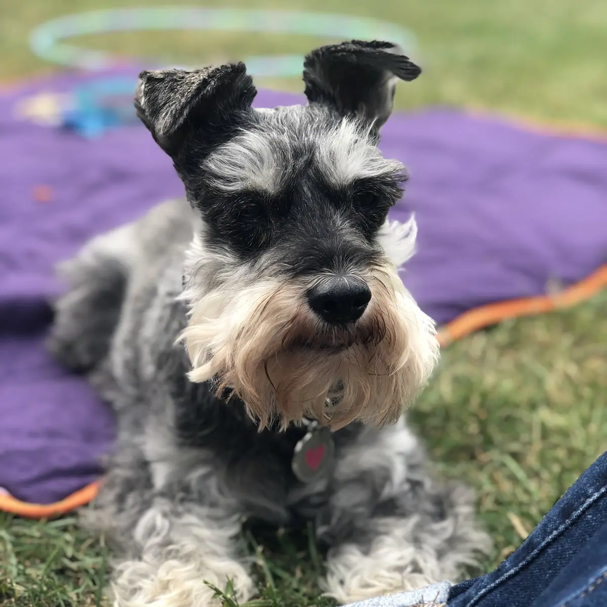 Lola